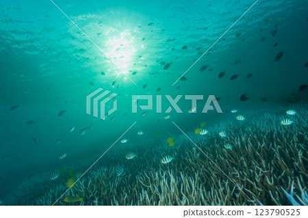 一群豆娘小笠原 123790525