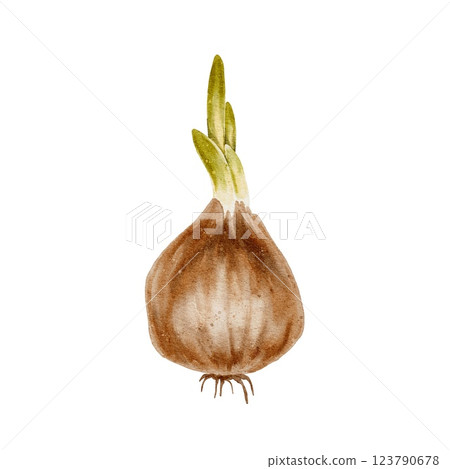 Flower bulb with green leaves and bud and roots. Watercolor illustration is suitable for topics related to ecology, gardening, nature. Onions, a spice for cooking. Flower bulb with green leaves and bud and roots. Watercolor illustration is suitable for topics related to ecology, gardening, nature. Onions, a spice for cooking. 123790678