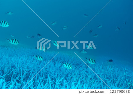 Bleached coral branch, Ogasawara, Tokyo 123790688