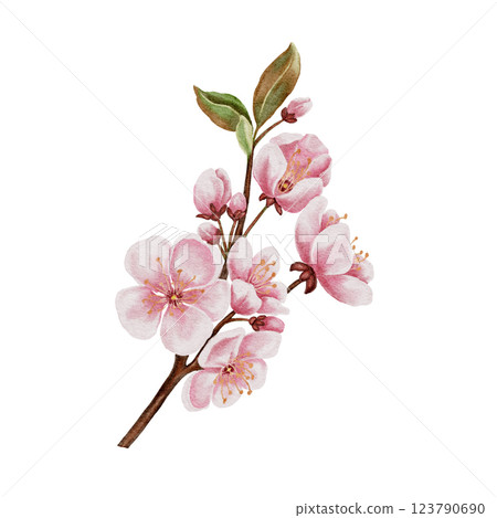 Pink cherry flowers on branch, sakura blossom, watercolor illustration. For invitations, certificates, postcards, labels, cosmetics, wine, sweets and tea packaging. For textiles and tableware. Pink cherry flowers on branch, sakura blossom, watercolor illustration. For invitations, certificates, postcards, labels, cosmetics, wine, sweets and tea packaging. For textiles and tableware. 123790690