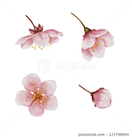 Set of pink cherry blossoms, cherry blossom, watercolor illustration. For invitations, certificates, postcards, labels, cosmetics, wine, sweets and tea packaging. For textiles and tableware. Set of pink cherry blossoms, cherry blossom, watercolor illustration. For invitations, certificates, postcards, labels, cosmetics, wine, sweets and tea packaging. For textiles and tableware. 123790694