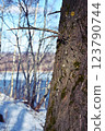 Tree trunk standing on the river bank. Winter landscape 123790744