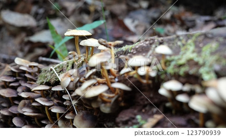 森林蘑菇 123790939