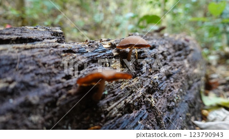 森林蘑菇 森林蘑菇 123790943