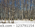 Winter photo in a birch forest. The ground is covered with snow, tree trunks, a clear bright day 123791154
