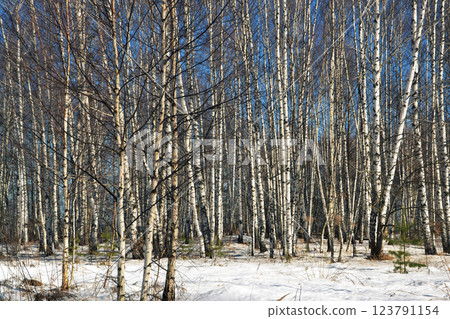 Winter photo in a birch forest. The ground is covered with snow, tree trunks, a clear bright day Winter photo in a birch forest. The ground is covered with snow, tree trunks, a clear bright day 123791154
