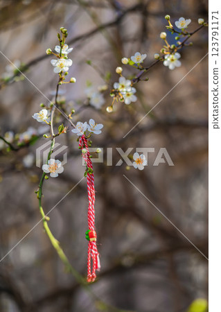 Martenitsa bracelet tied to blossoming tree branch. Symbol of spring and renewal. Cultural ritual bringing good health and prosperity 123791171