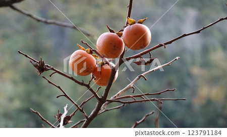 柿樹 柿樹 123791184
