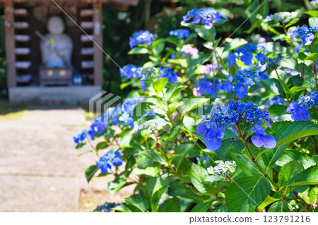 本堂寺的美麗繡球花(千葉縣松戶市) 本堂寺的美麗繡球花(千葉縣松戶市) 123791216