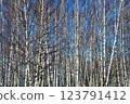Birch forest, texture of trees, trunks without leaves 123791412