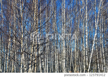 Birch forest, texture of trees, trunks without leaves Birch forest, texture of trees, trunks without leaves 123791412