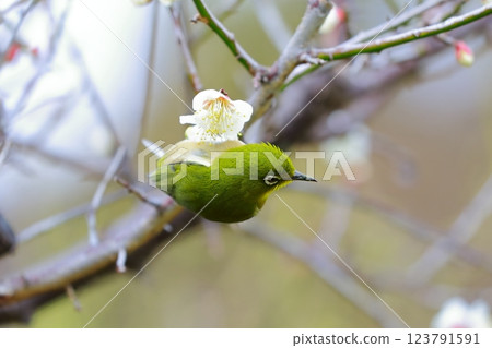 一隻小日本繡眼鳥棲息在李子樹上 123791591
