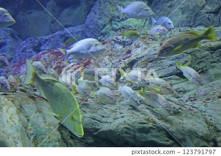 阿庫Aryumu 123791797