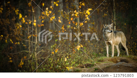 Eurasian Wolf - Canis Lupus Running In Natural Environment. Fore Eurasian Wolf - Canis Lupus Running In Natural Environment. Fore 123791803