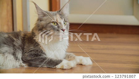 Funny Curious Grey White Maine Coon Cat Lying At Floor And Attentively Watching. Close Up View Amazing Pets Pet. . Maine Shag At Home 123791807