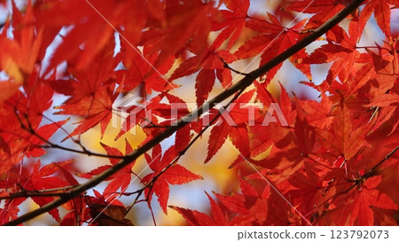 秋天的樹葉 123792073