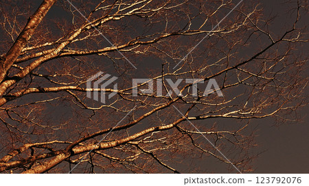 冬天枯樹 123792076