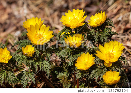 Adonis ramosa shining in the spring sunshine Adonis ramosa shining in the spring sunshine 123792104