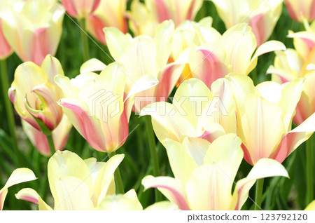 Tulip Festival Tulip Festival 123792120