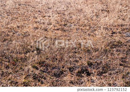 Withered grass in a barren rice field 123792152