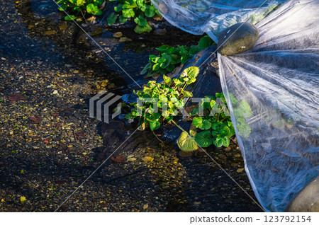 春天的安曇野芥末田 123792154