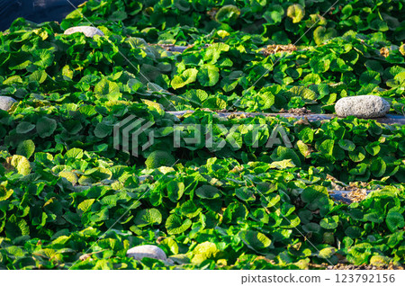 Azumino wasabi fields in spring 123792156