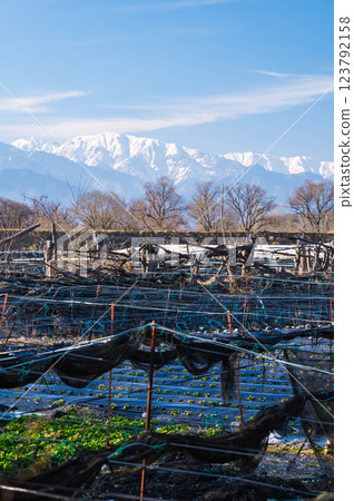 北阿爾卑斯山葵田的背後 123792158