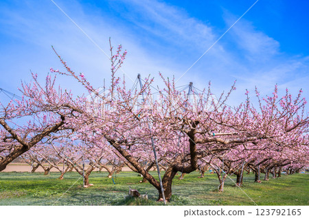 Peach blossom orchard 123792165
