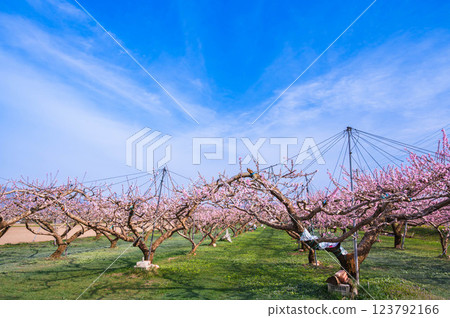 Peach blossom orchard Peach blossom orchard 123792166