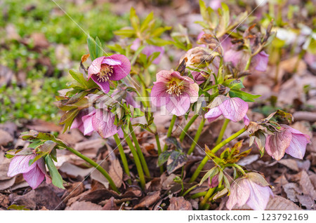 Christmas rose 123792169