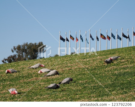 Scenery around the Australian Parliament Building, flags and galahs, Canberra, Australia Scenery around the Australian Parliament Building, flags and galahs, Canberra, Australia 123792206