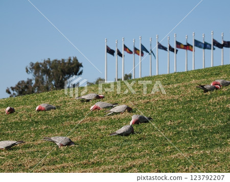 Scenery around the Australian Parliament Building, flags and galahs, Canberra, Australia 123792207