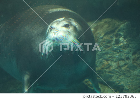 海獅表演 123792363