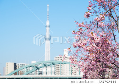 [Kawazu Sakura] Early-blooming cherry blossoms along the Kyu-Nakagawa River and the Skytree 123792444