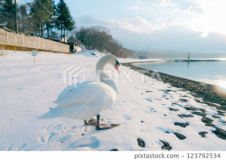 美麗的天鵝和山中湖的風景 123792534
