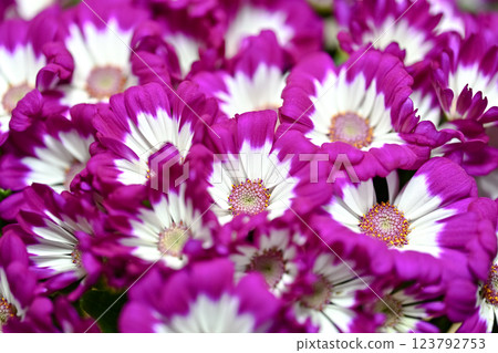 Cineraria Cineraria 123792753