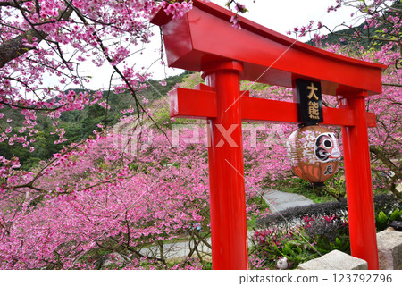 Pink cherry blossoms in full bloom and the shrine's torii gate Pink cherry blossoms in full bloom and the shrine's torii gate 123792796