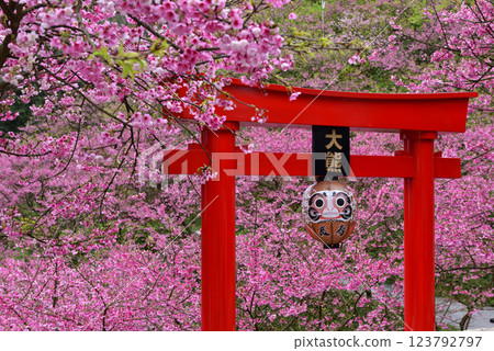 Pink cherry blossoms in full bloom and the shrine's torii gate 123792797