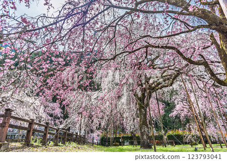 Weeping cherry blossoms in full bloom during the clear clouds of Chichibu City, Saitama Prefecture Weeping cherry blossoms in full bloom during the clear clouds of Chichibu City, Saitama Prefecture 123793041