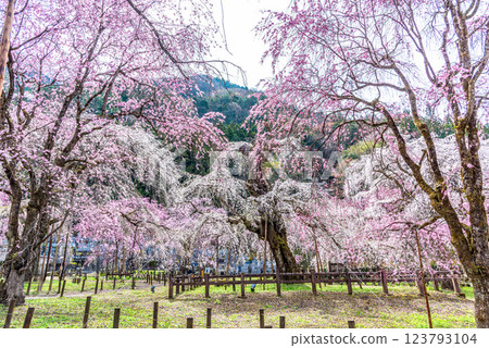Weeping cherry blossoms in full bloom during the clear clouds of Chichibu City, Saitama Prefecture 123793104