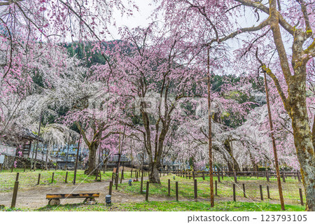 Weeping cherry blossoms in full bloom during the clear clouds of Chichibu City, Saitama Prefecture 123793105