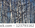 Dense thickets of trees without leaves. Birch forest 123793162