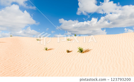 Sand dunes under blue sky with scattered clouds, small green plants growing in desert, wavy sand patterns, bright sunny day, peaceful natural landscape Sand dunes under blue sky with scattered clouds, small green plants growing in desert, wavy sand patterns, bright sunny day, peaceful natural landscape 123793200