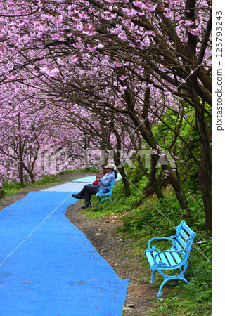 櫻花小徑與賞櫻的人們 櫻花小徑與賞櫻的人們 123793243