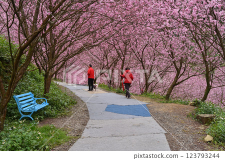 櫻花小徑與賞櫻的人們 櫻花小徑與賞櫻的人們 123793244