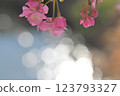 Kawazu cherry blossoms and sparkling lights Kawazu cherry blossoms and sparkling lights 123793327