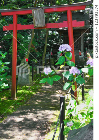 本堂寺：稻荷神社及繡球花（千葉縣松戶市） 123793374