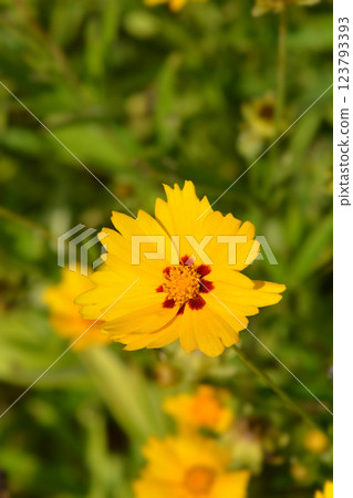 Lanceleaf tickseed 123793393