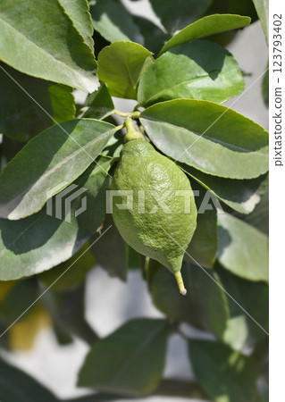 Lemon flower 123793402