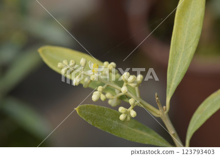Common olive 123793403
